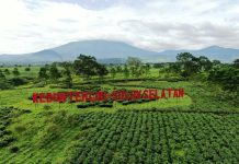 Kebun Teh Liki, Kabupaten Solok Selatan